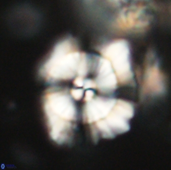 Heliolithus bukryi 65921