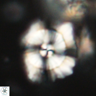 Heliolithus bukryi 65921