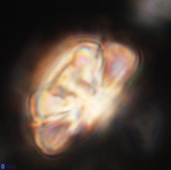 Heliolithus iptamenosdiskos 62502