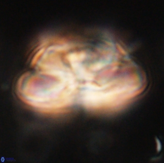 Heliolithus iptamenosdiskos 62503