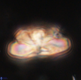 Heliolithus iptamenosdiskos 62506