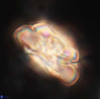 Heliolithus iptamenosdiskos 62507