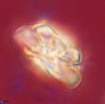 Heliolithus iptamenosdiskos 62508