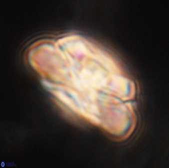 Heliolithus iptamenosdiskos 62511