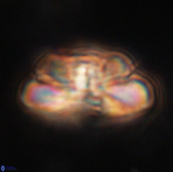 Heliolithus iptamenosdiskos 62515