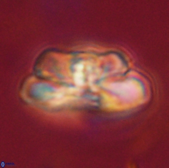 Heliolithus iptamenosdiskos 62516