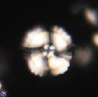 Heliolithus iptamenosdiskos 62573