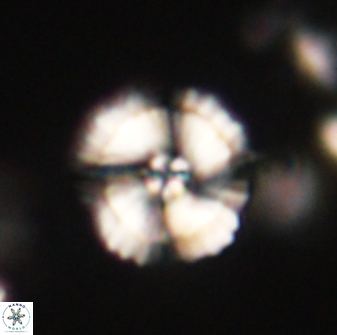Heliolithus iptamenosdiskos 62573