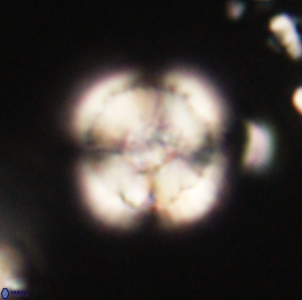 Heliolithus iptamenosdiskos 62576