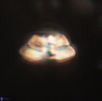 Heliolithus iptamenosdiskos 62577