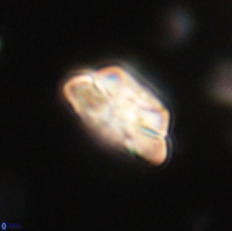 Heliolithus iptamenosdiskos 62581