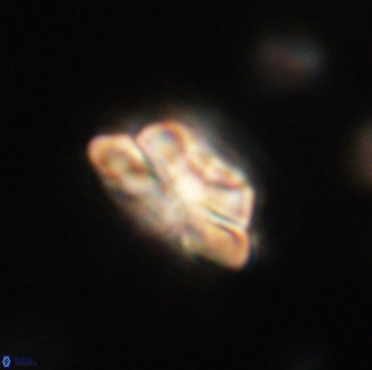 Heliolithus iptamenosdiskos 62584