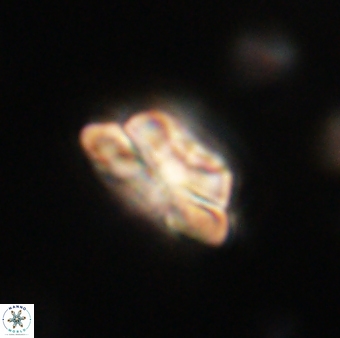 Heliolithus iptamenosdiskos 62584