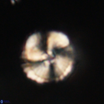 Heliolithus iptamenosdiskos 62585