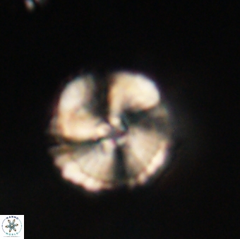 Heliolithus iptamenosdiskos 62585
