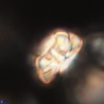 Heliolithus iptamenosdiskos 62264