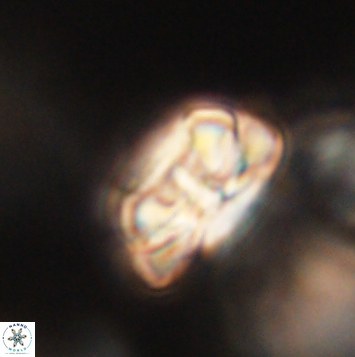 Heliolithus iptamenosdiskos 62264
