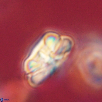 Heliolithus iptamenosdiskos 62266