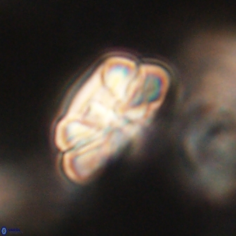 Heliolithus iptamenosdiskos 62267