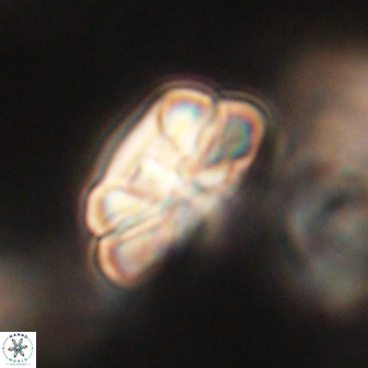 Heliolithus iptamenosdiskos 62267