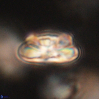 Heliolithus iptamenosdiskos 62268