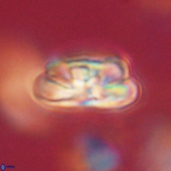 Heliolithus iptamenosdiskos 62269