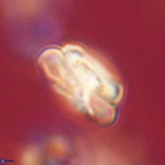 Heliolithus iptamenosdiskos 70501