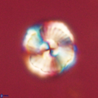 Heliolithus iptamenosdiskos 62273