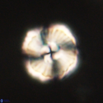 Heliolithus iptamenosdiskos 62274