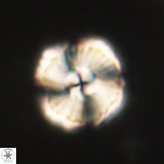 Heliolithus iptamenosdiskos 62274