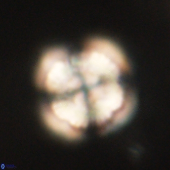 Heliolithus iptamenosdiskos 62275