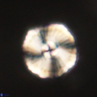 Heliolithus iptamenosdiskos 62277