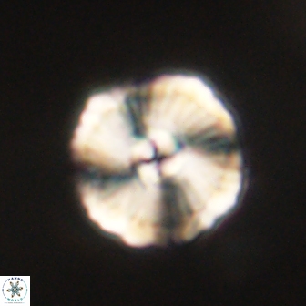 Heliolithus iptamenosdiskos 62277