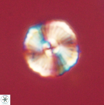 Heliolithus iptamenosdiskos 62278