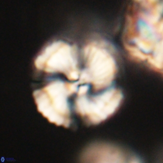 Heliolithus iptamenosdiskos 62281