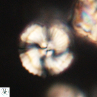 Heliolithus iptamenosdiskos 62281