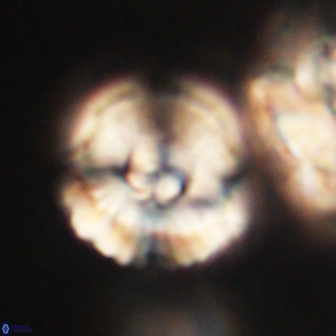 Heliolithus iptamenosdiskos 62284