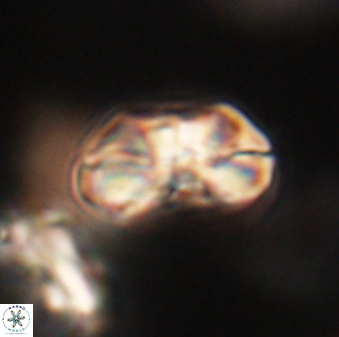 Heliolithus iptamenosdiskos 63150