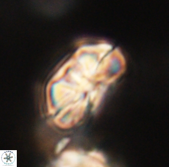 Heliolithus iptamenosdiskos 63153