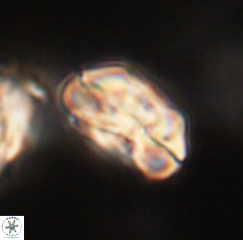 Heliolithus iptamenosdiskos 63154