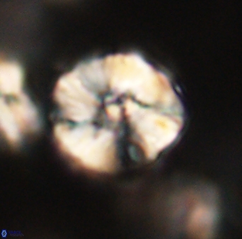 Heliolithus iptamenosdiskos 63158