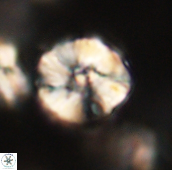 Heliolithus iptamenosdiskos 63158