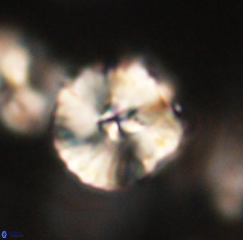 Heliolithus iptamenosdiskos 63159