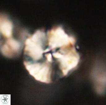 Heliolithus iptamenosdiskos 63159