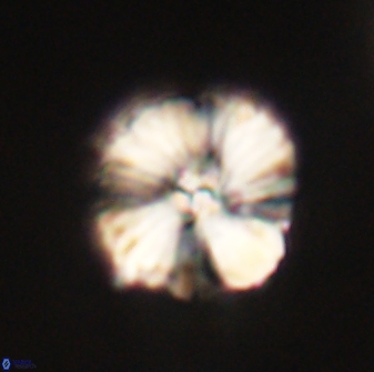 Heliolithus iptamenosdiskos 63166