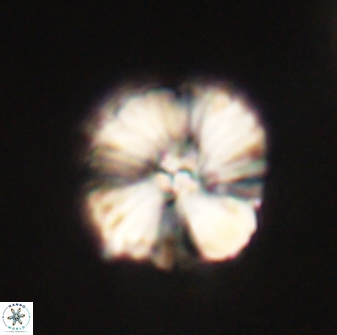 Heliolithus iptamenosdiskos 63166