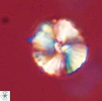 Heliolithus iptamenosdiskos 63168