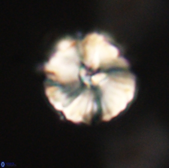 Heliolithus iptamenosdiskos 63169