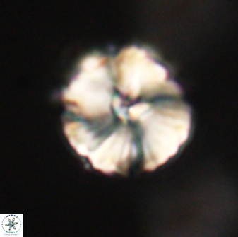 Heliolithus iptamenosdiskos 63169