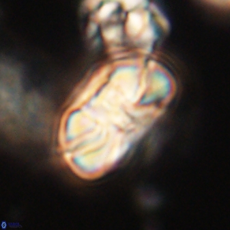 Heliolithus iptamenosdiskos 63172